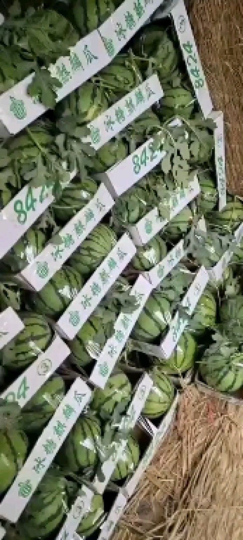 南王店西瓜精品8424西瓜质量有保证欢迎老板前来订购