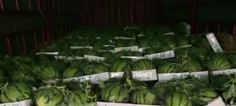 南王店西瓜精品8424西瓜质量有保证欢迎老板前来订购