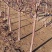 河北君林苗木种植基地2-5公分寒富、富士苹果树