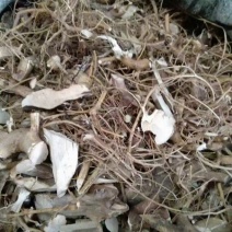 广东本地的白花牛奶根，有香味