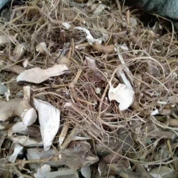 广东本地的白花牛奶根，有香味