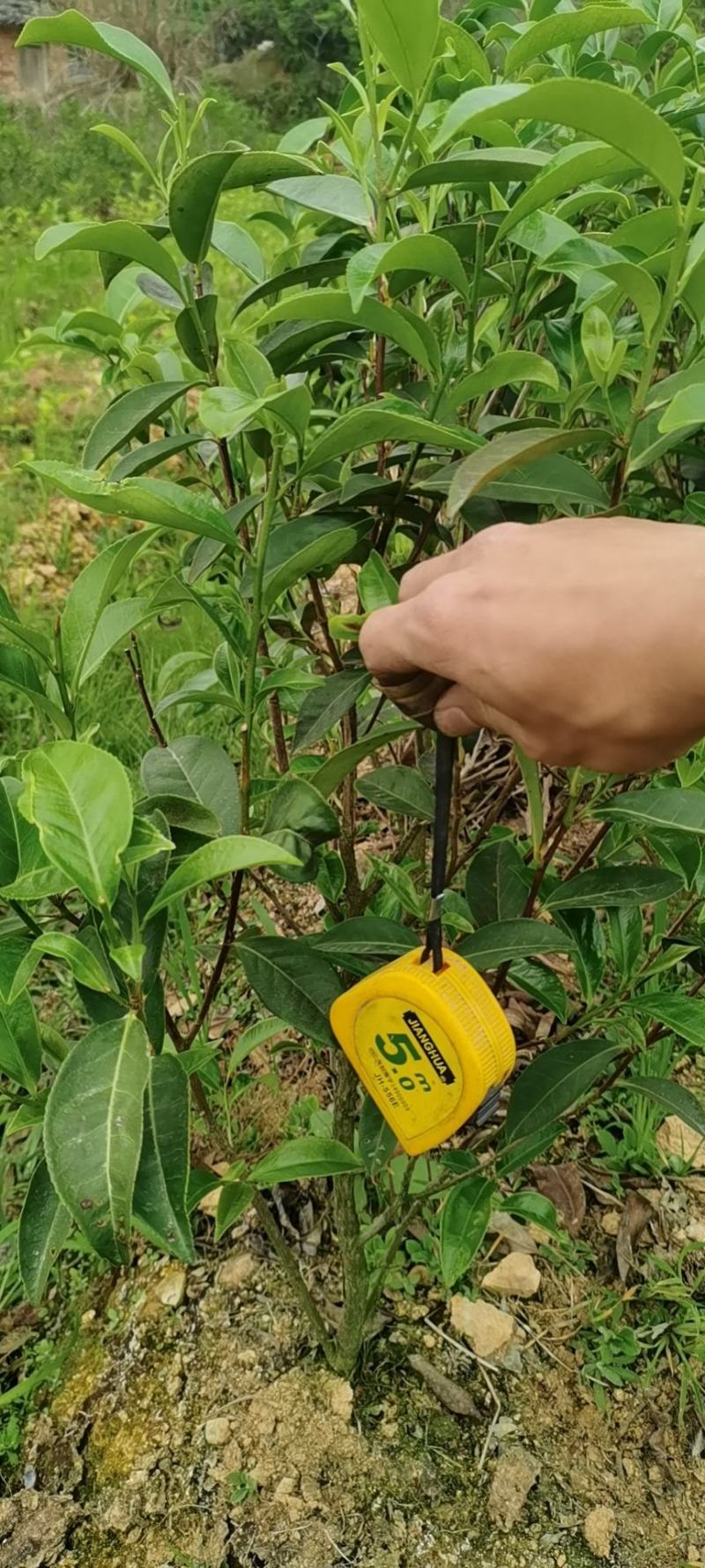 出售单丛茶苗蜜兰香，鸭屎香，八仙，距朵仔，大乌叶等茶树