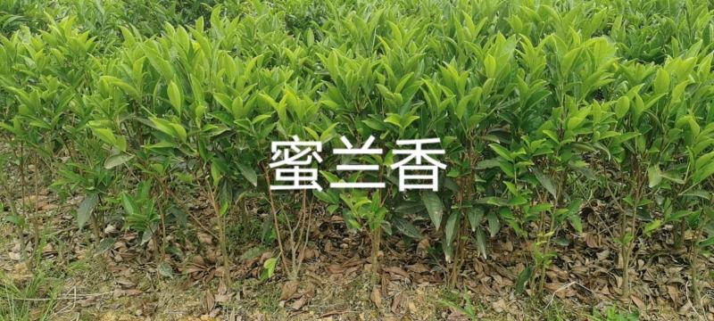 出售单丛茶苗蜜兰香，鸭屎香，八仙，距朵仔，大乌叶等茶树