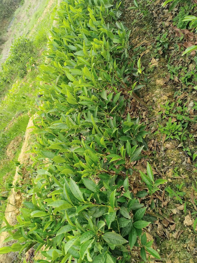 出售单丛茶苗蜜兰香，鸭屎香，八仙，距朵仔，大乌叶等茶树