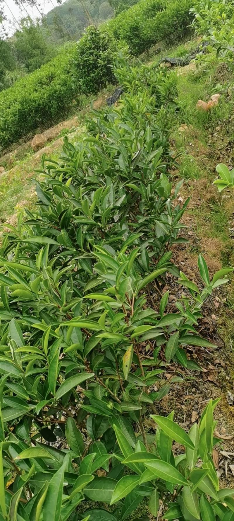 出售单丛茶苗蜜兰香，鸭屎香，八仙，距朵仔，大乌叶等茶树