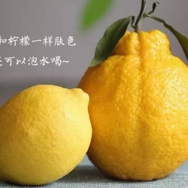 【一件代发】四川柠檬丑橘（柠檬不知火）黄金丑橘产地直发