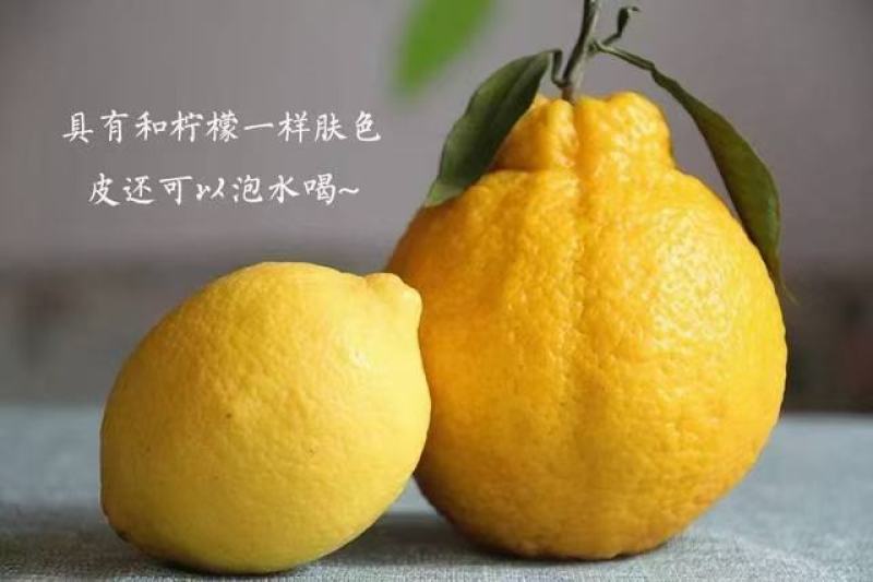 【一件代发】四川柠檬丑橘（柠檬不知火）黄金丑橘产地直发
