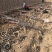 河北君林苗木基地寒富,王林、烟富系列苹果树苗