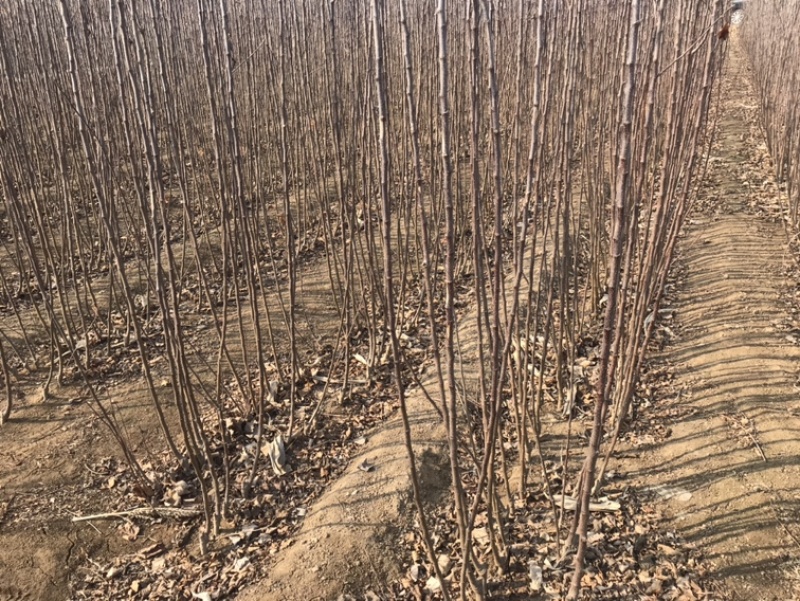 河北君林苗木基地寒富，王林、烟富系列苹果树苗