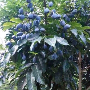 橄榄树苗黑橄榄树苗青橄榄树苗嫁接苗南北方种植包邮
