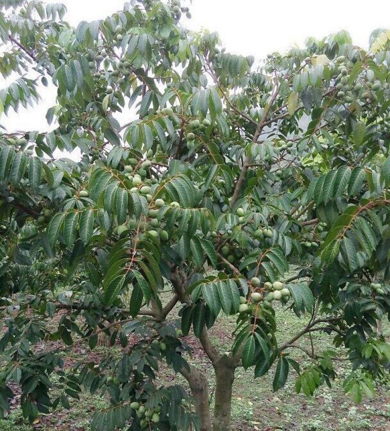 橄榄树苗黑橄榄树苗青橄榄树苗嫁接苗南北方种植包邮