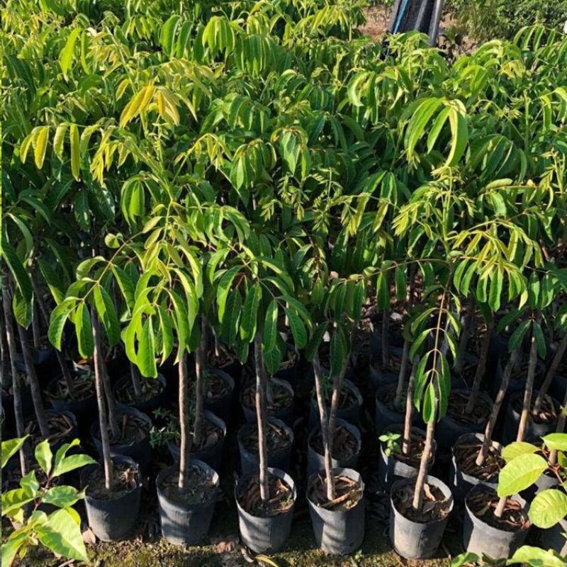 橄榄树苗黑橄榄树苗青橄榄树苗嫁接苗南北方种植包邮
