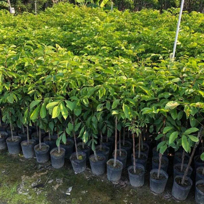 橄榄树苗黑橄榄树苗青橄榄树苗嫁接苗南北方种植包邮