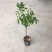 橄榄树苗黑橄榄树苗青橄榄树苗嫁接苗南北方种植包邮