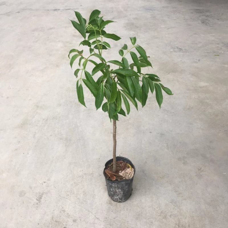 橄榄树苗黑橄榄树苗青橄榄树苗嫁接苗南北方种植包邮
