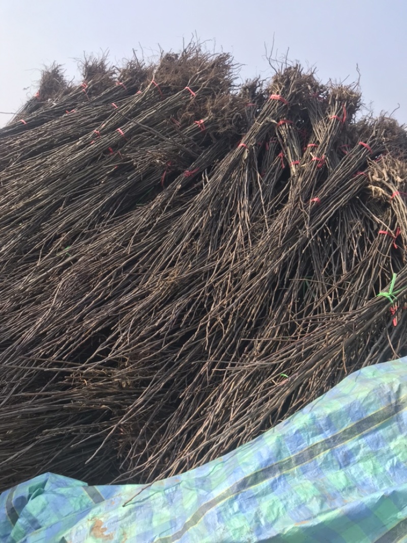 君林苗木基地锦丰，早酥红梨，红香酥，爱宏，香红梨树苗