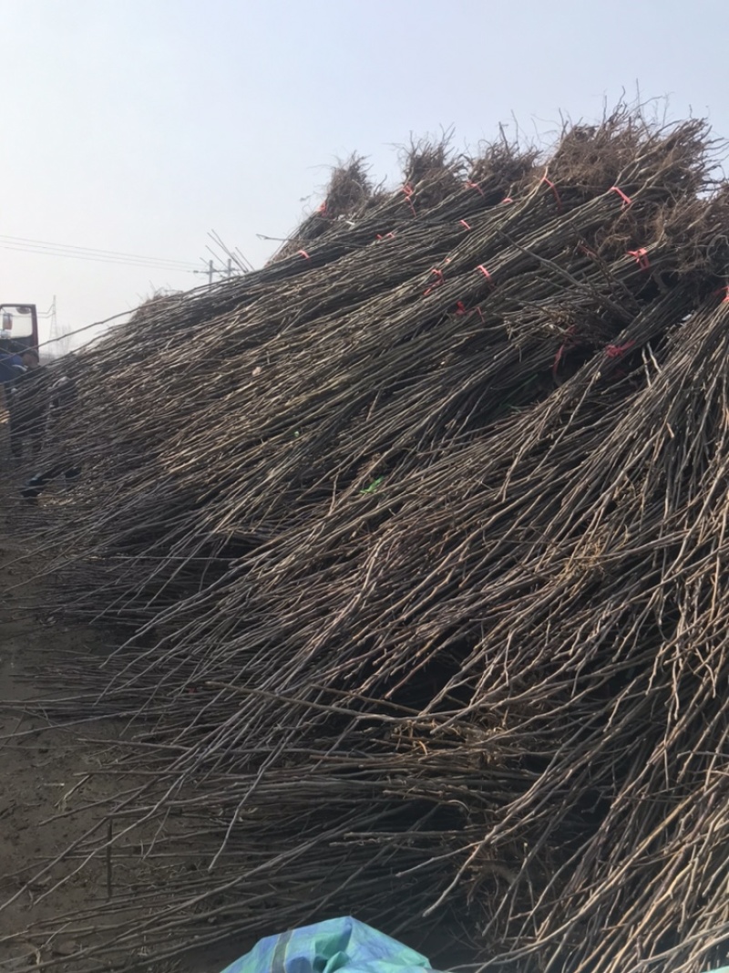 君林苗木基地锦丰，早酥红梨，红香酥，爱宏，香红梨树苗
