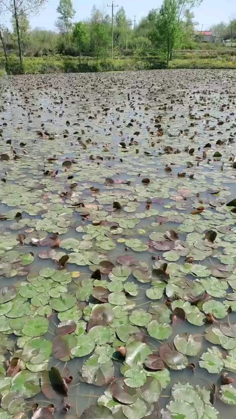睡莲根茎通货