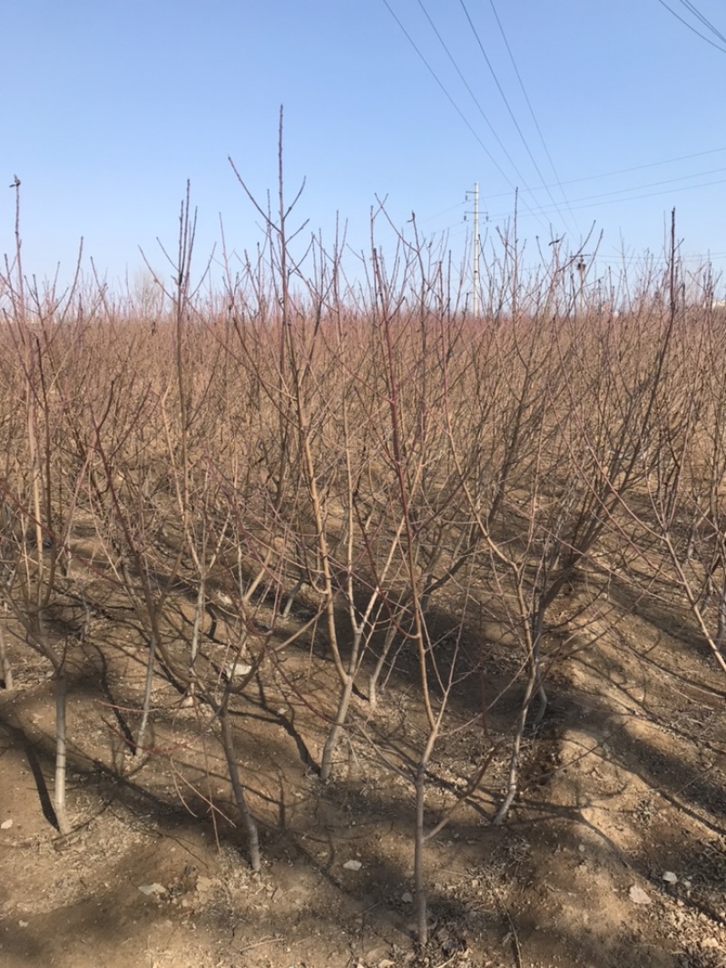 河北君林苗木基地中油系列桃树苗蟠桃树苗毛桃树苗