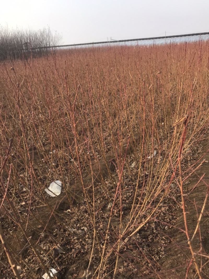 河北君林苗木基地中油系列桃树苗蟠桃树苗毛桃树苗