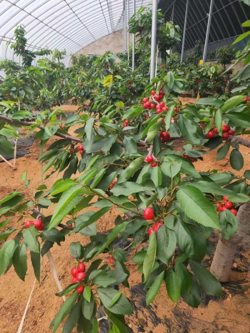 车厘子，红灯，美早，沙密豆，先丰，俄罗斯8号樱桃树苗
