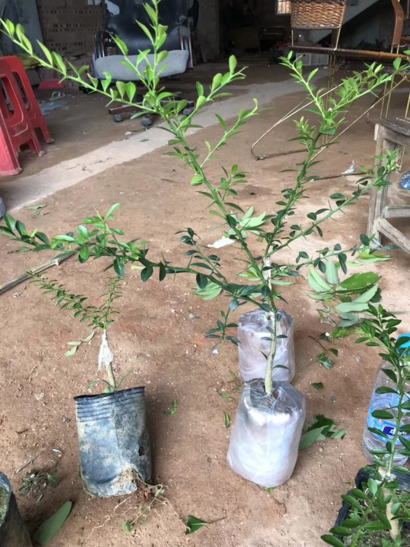新品种澳洲指橙苗澳洲手指柠檬树苗当年结果南北方可种植