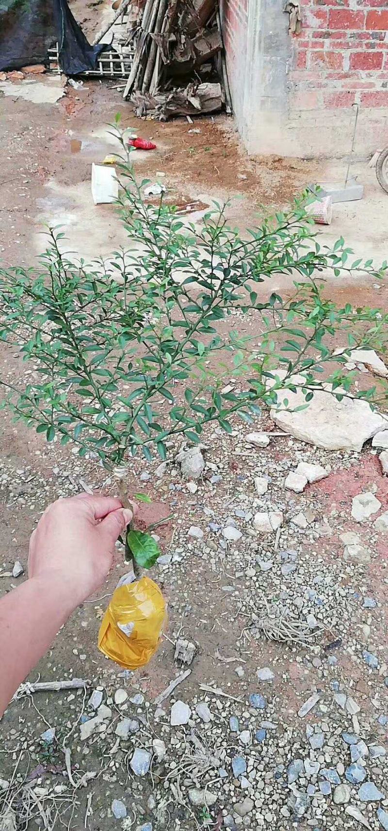 新品种澳洲指橙苗澳洲手指柠檬树苗当年结果南北方可种植