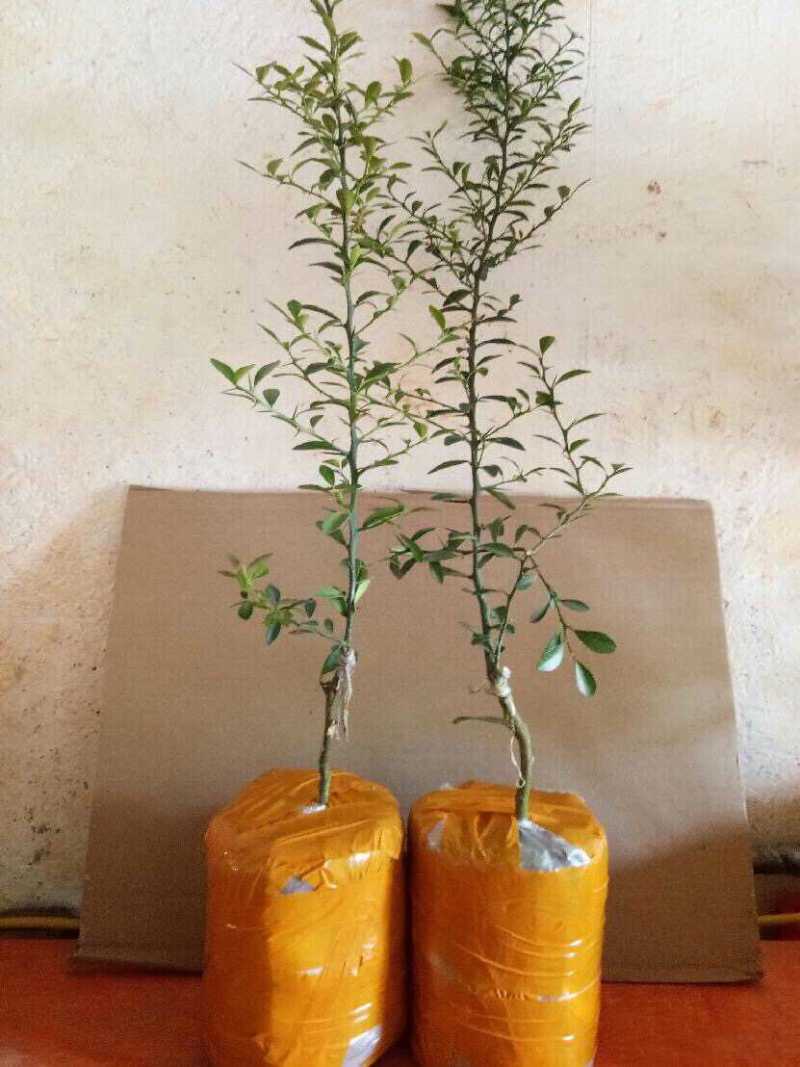 新品种澳洲指橙苗澳洲手指柠檬树苗当年结果南北方可种植
