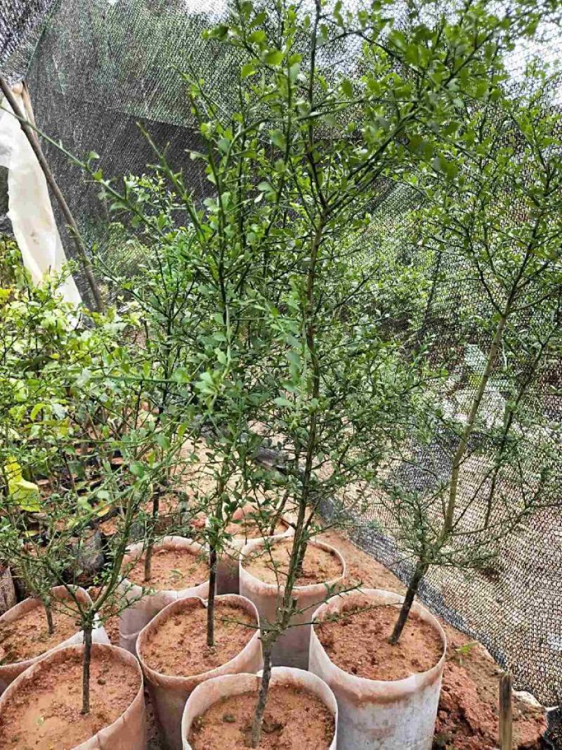 新品种澳洲指橙苗澳洲手指柠檬树苗当年结果南北方可种植