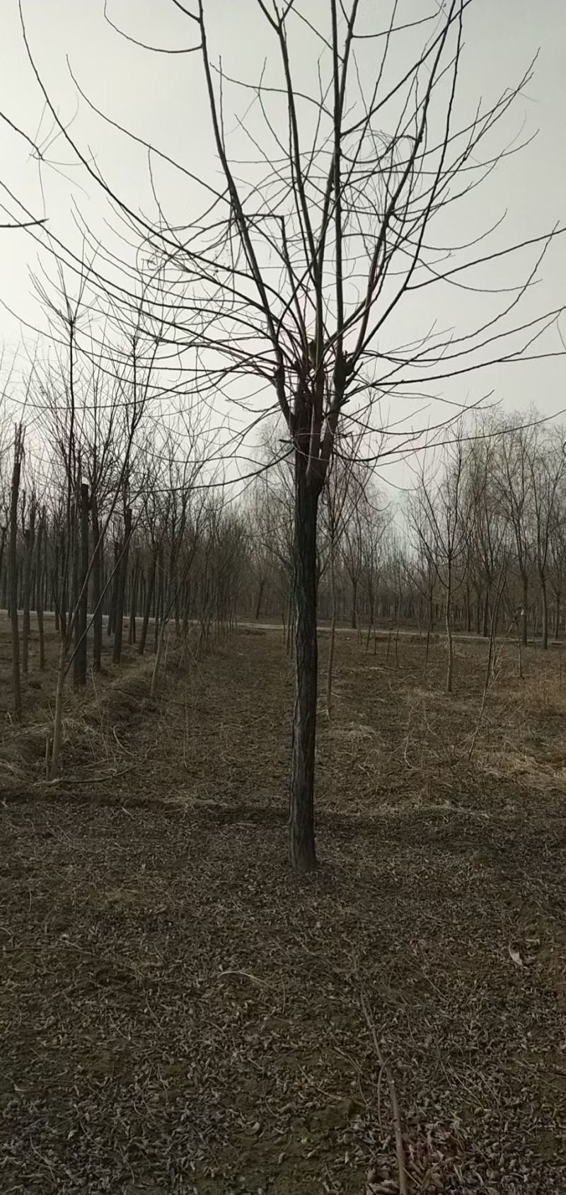 8公分刺槐价格多少钱？8公分刺槐厂家直销