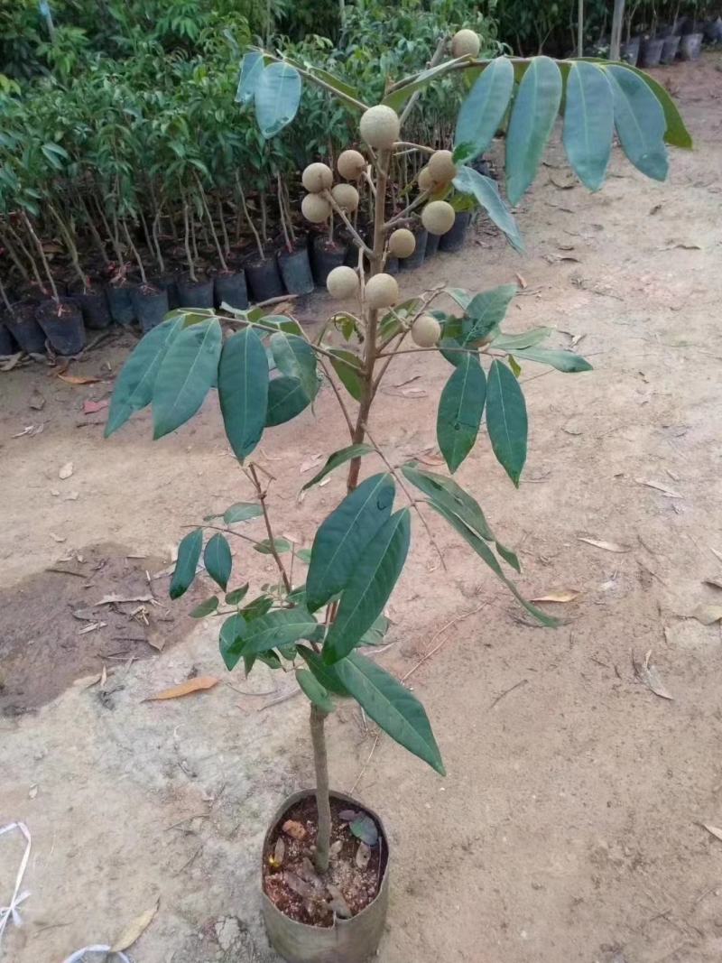 龙眼树苗无核龙眼四季龙眼新品种嫁接果树苗可盆栽地栽