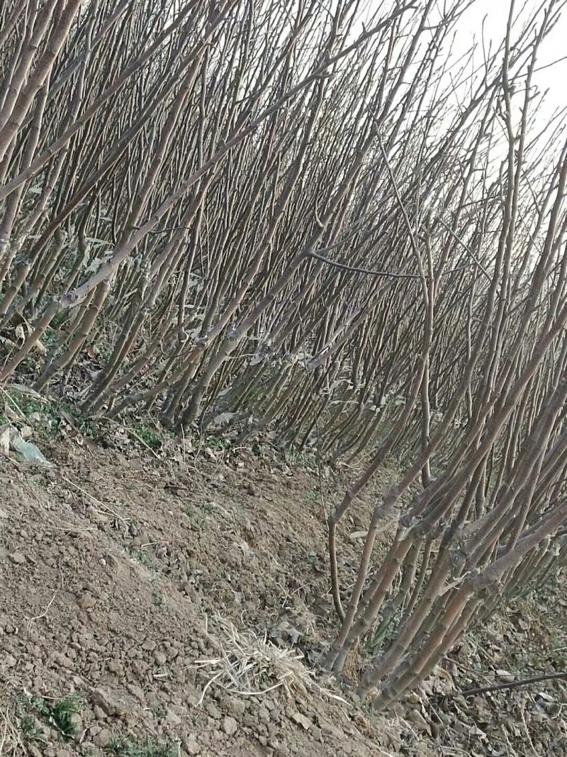 大量供应:苹果苗，乔化苹果苗，矮化苹果苗！各种果树苗