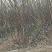 大量供应:苹果苗，乔化苹果苗，矮化苹果苗！各种果树苗