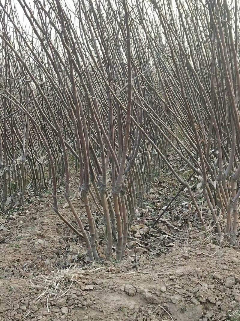 大量供应:苹果苗，乔化苹果苗，矮化苹果苗！各种果树苗