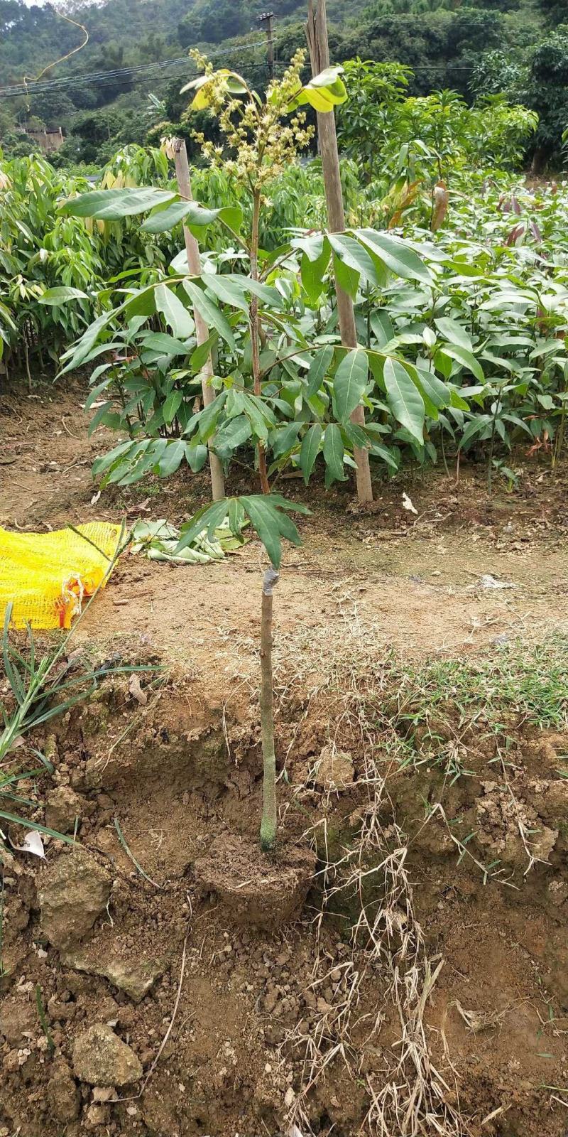 龙眼树苗无核龙眼四季龙眼新品种嫁接果树苗可盆栽地栽