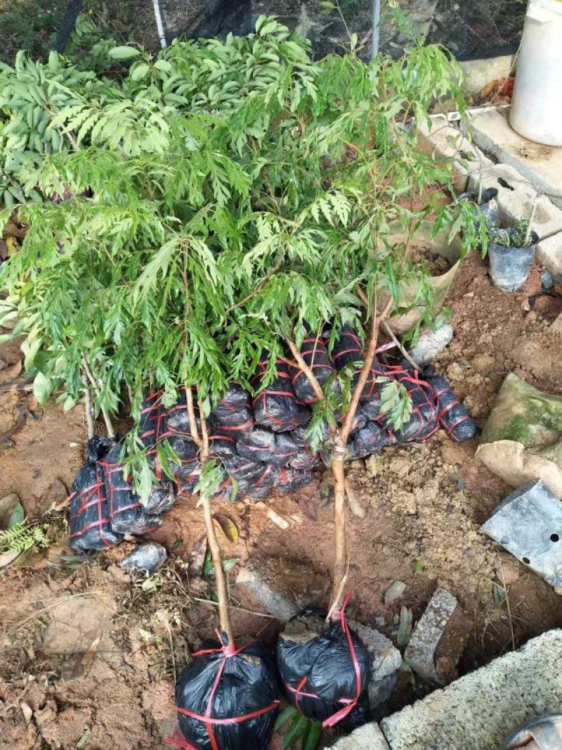龙眼树苗无核龙眼四季龙眼新品种嫁接果树苗可盆栽地栽