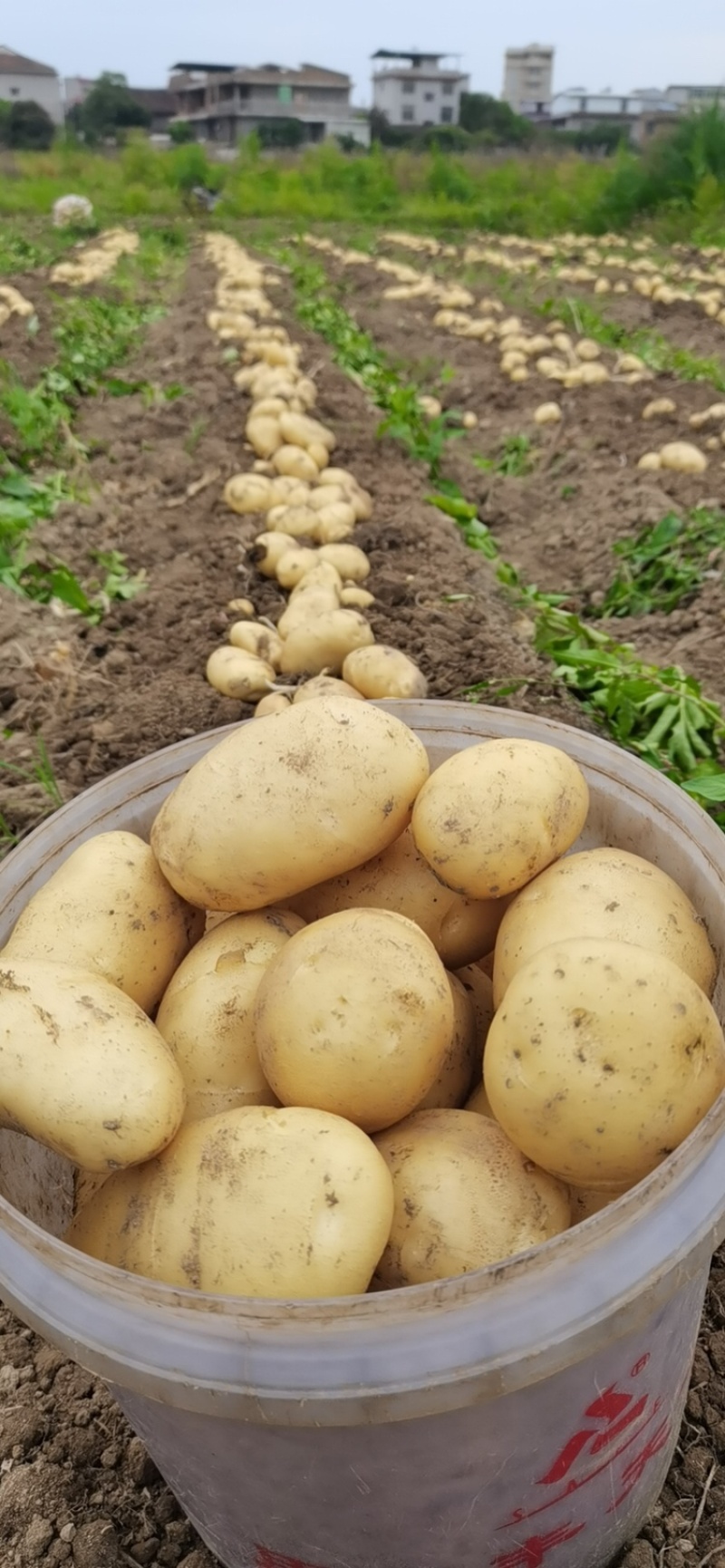 茄子大量对接平台日供量4斤、源头直采