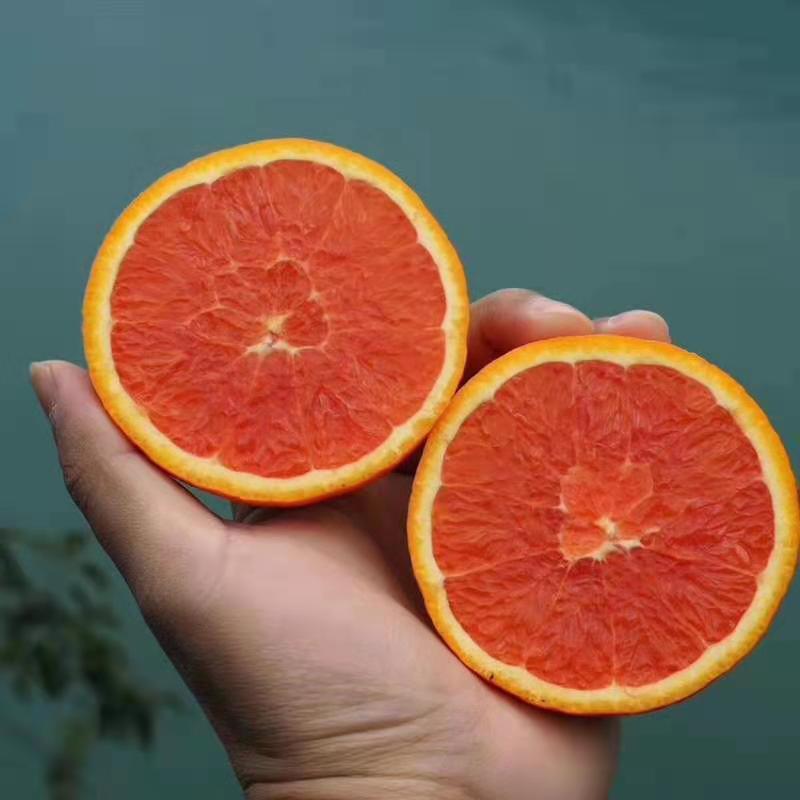 橙子二级果高次果切片果工厂果（中华红血橙伦晚甜橙）热销款