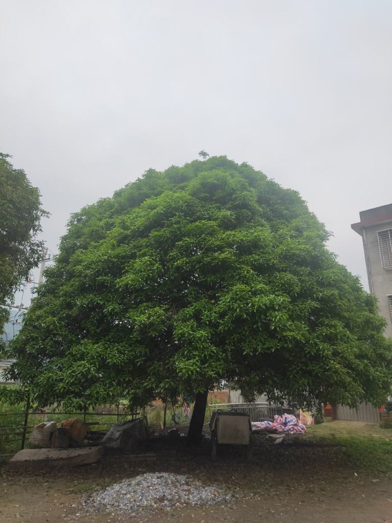 两个漂亮的桂花树等待出嫁。