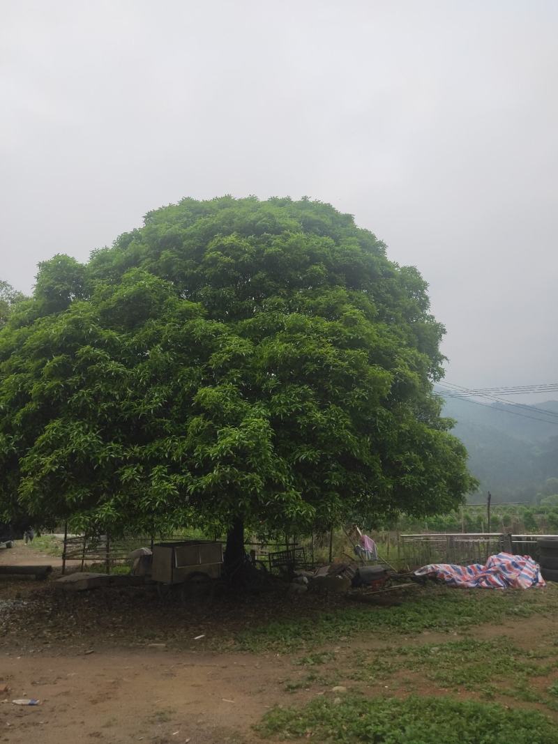 两个漂亮的桂花树等待出嫁。