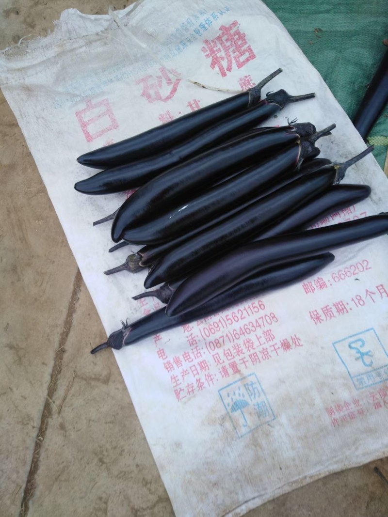 云南蔬菜精品红茄子大量有货，欢迎下单，物价廉物美