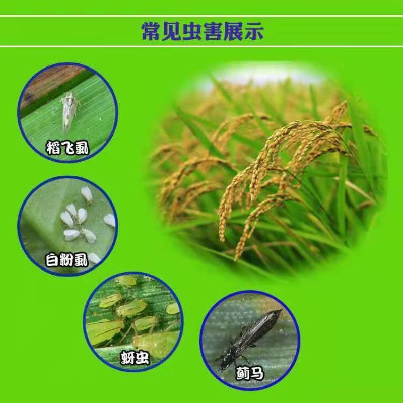沪联歼飞80%烯啶虫胺吡蚜酮水稻飞虱蚜虫老牌子杀虫剂农药