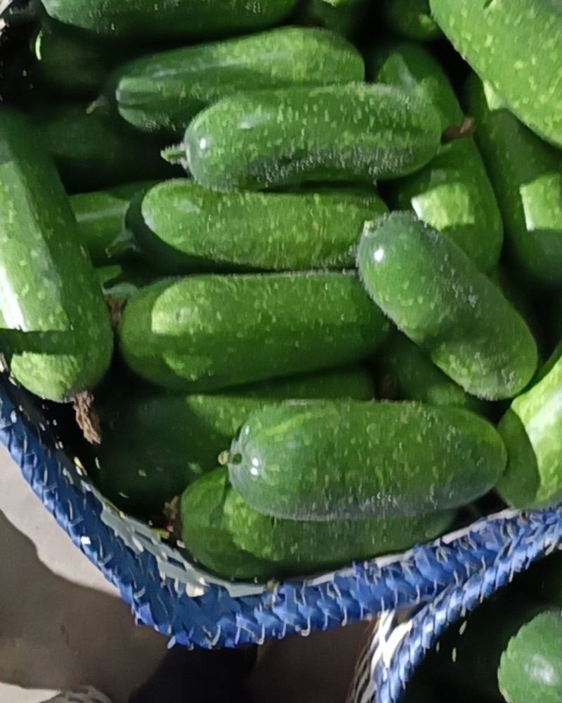 大量供应横县小冬瓜毛节瓜冬瓜仔地瓜小地冬瓜