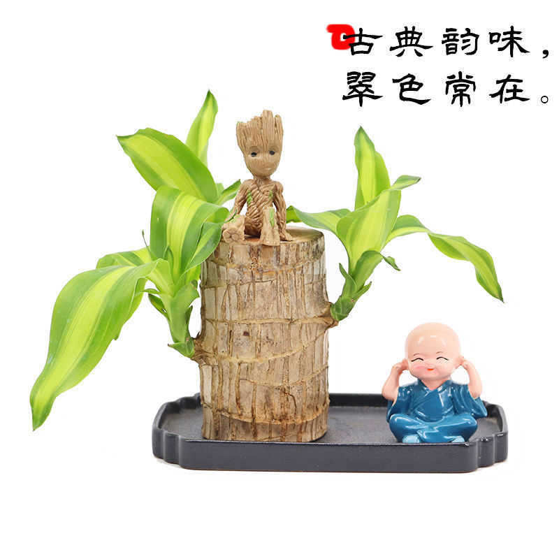 正宗巴西木幸运木办公室家居水培观赏小盆栽小礼品