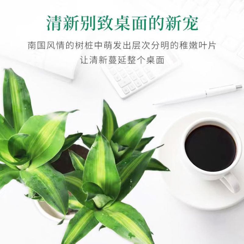 正宗巴西木幸运木办公室家居水培观赏小盆栽小礼品