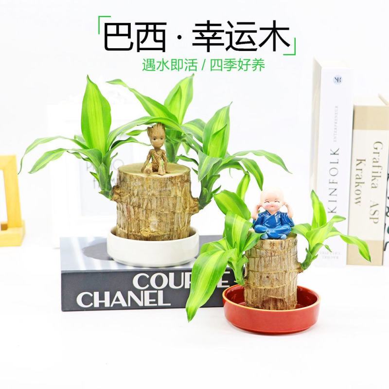 正宗巴西木幸运木办公室家居水培观赏小盆栽小礼品