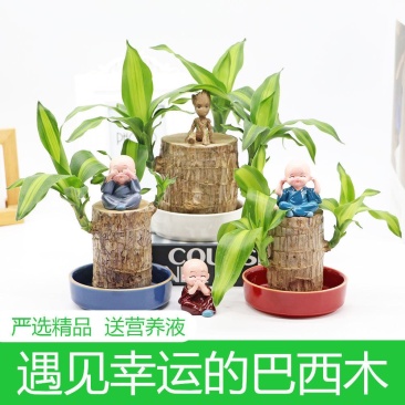 正宗巴西木幸运木办公室家居水培观赏小盆栽小礼品