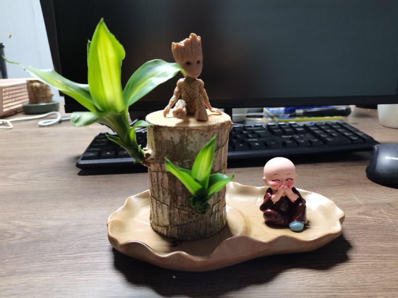 正宗巴西木幸运木办公室家居水培观赏小盆栽小礼品