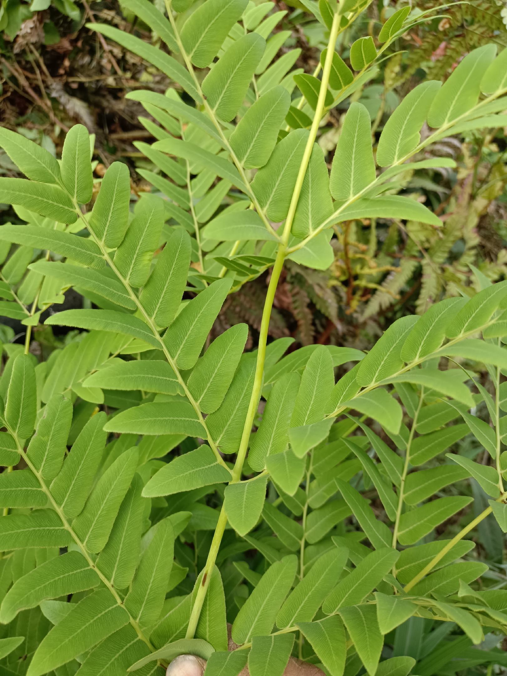 野生红穿破石根条,质量好,要货上山现采.