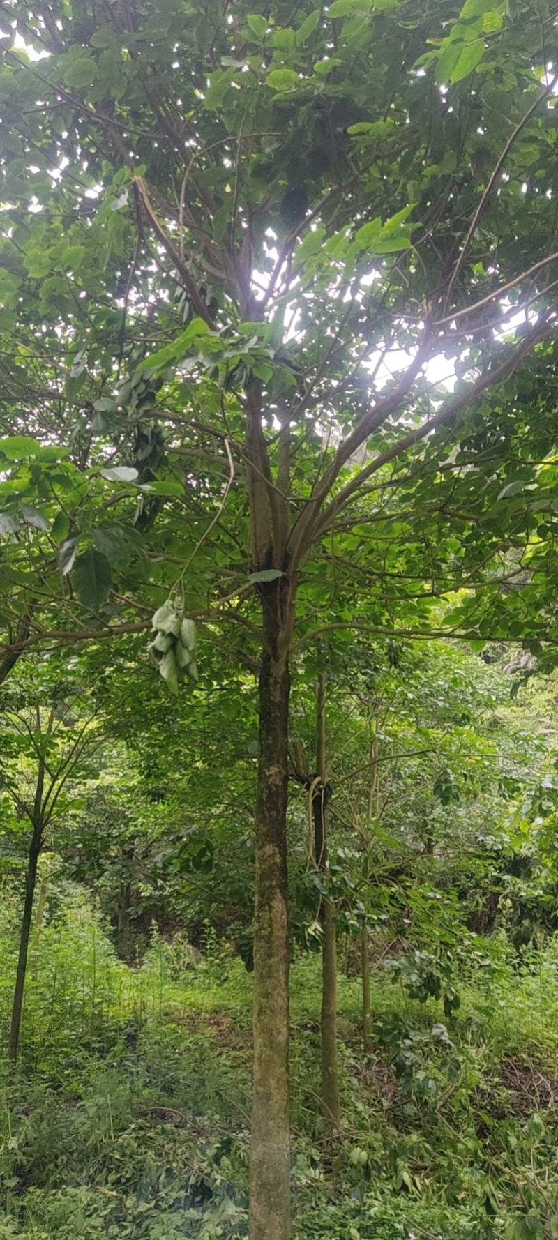 秋风
